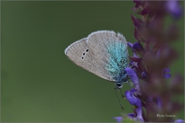 <p>MODRÁSEK KOZINCOVÝ (Glaucopsyche alexis) jižní Morava - Poudřanská step ---- /Green-underside blue butterfly - Alexis-Bläuling/</p>